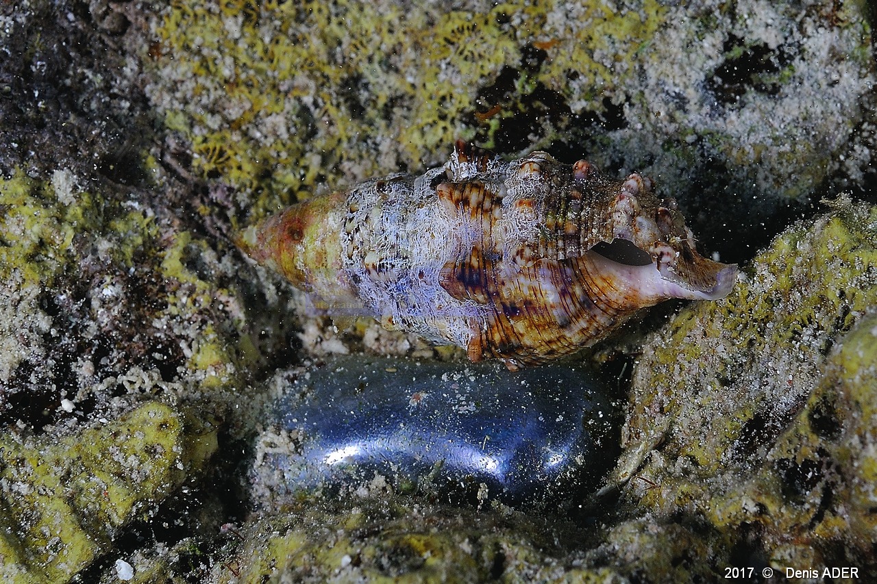 Cerithium sp Cerithe-Valonia ventricosa  perle de mer Safaga Middle reef-4m-20171124-Denis-ADER-DSC_3916_tn.jpg